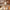 28" Jetset Large Suitcase - Cream & Brown